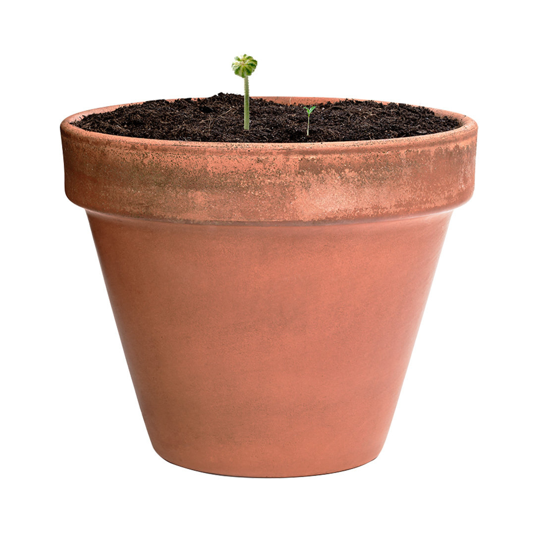 Bombón Semillas San Antonio - Imagen 4