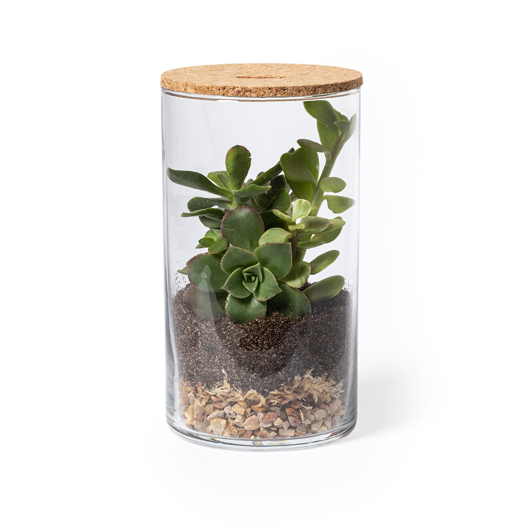 Terrarium Saint Paul - Imagen 2